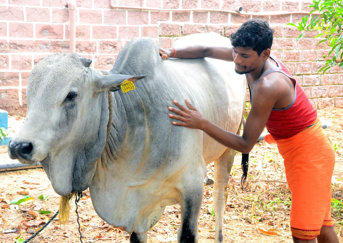 A farmer washing bulls before decorating them for Eruvaka Pournami celebrations  in Sangareddy district.