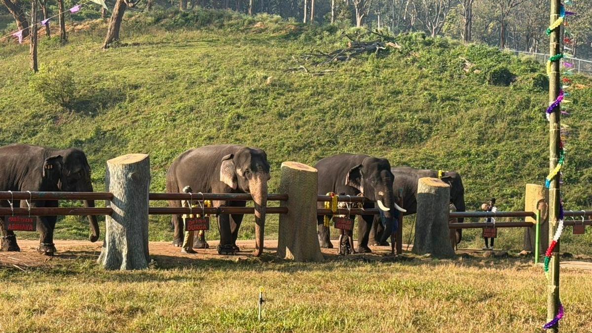 Forest Range Officer appointed for Kozhikamuthi elephant camp