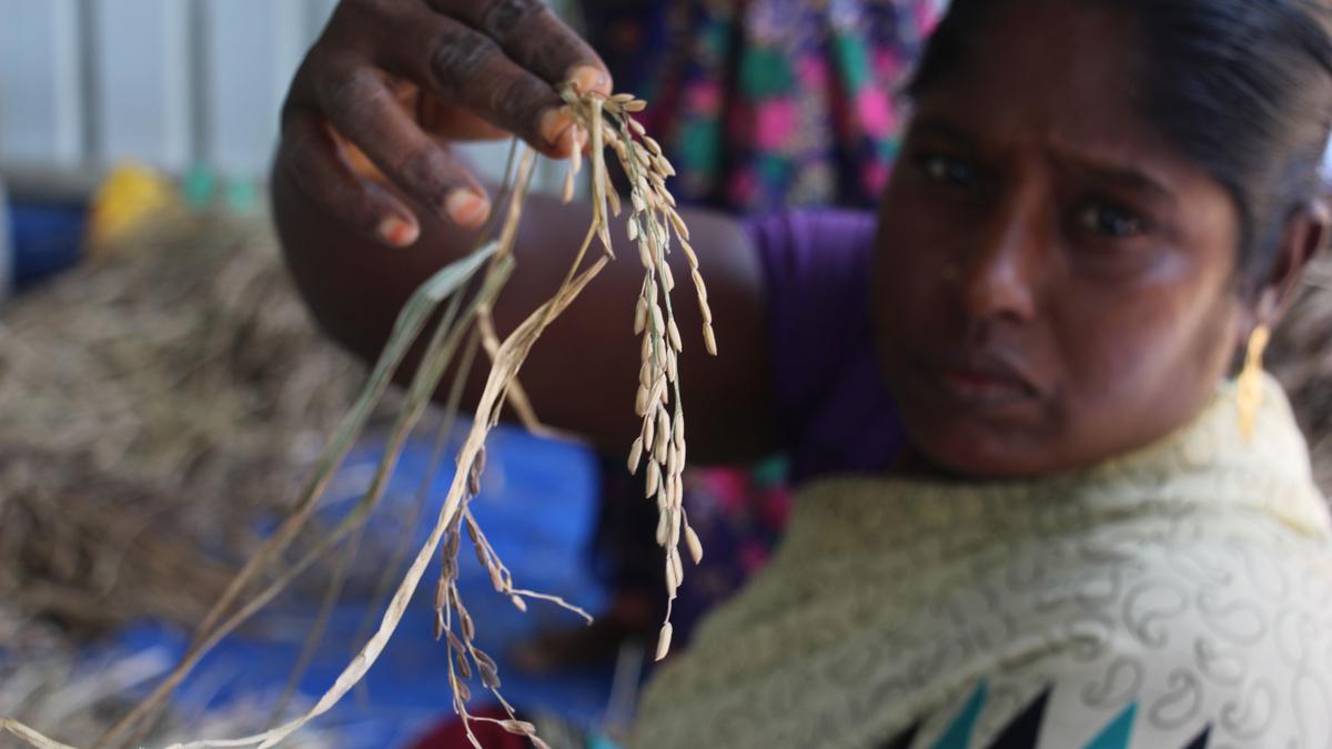 Frog eyes, jewelled bangles: the curiosity of Indian rice names