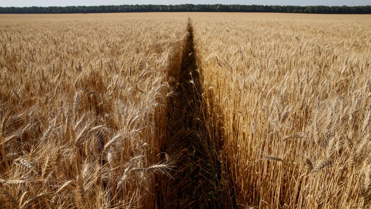 Explained What makes Ukraine a ’breadbasket’ to many countries The