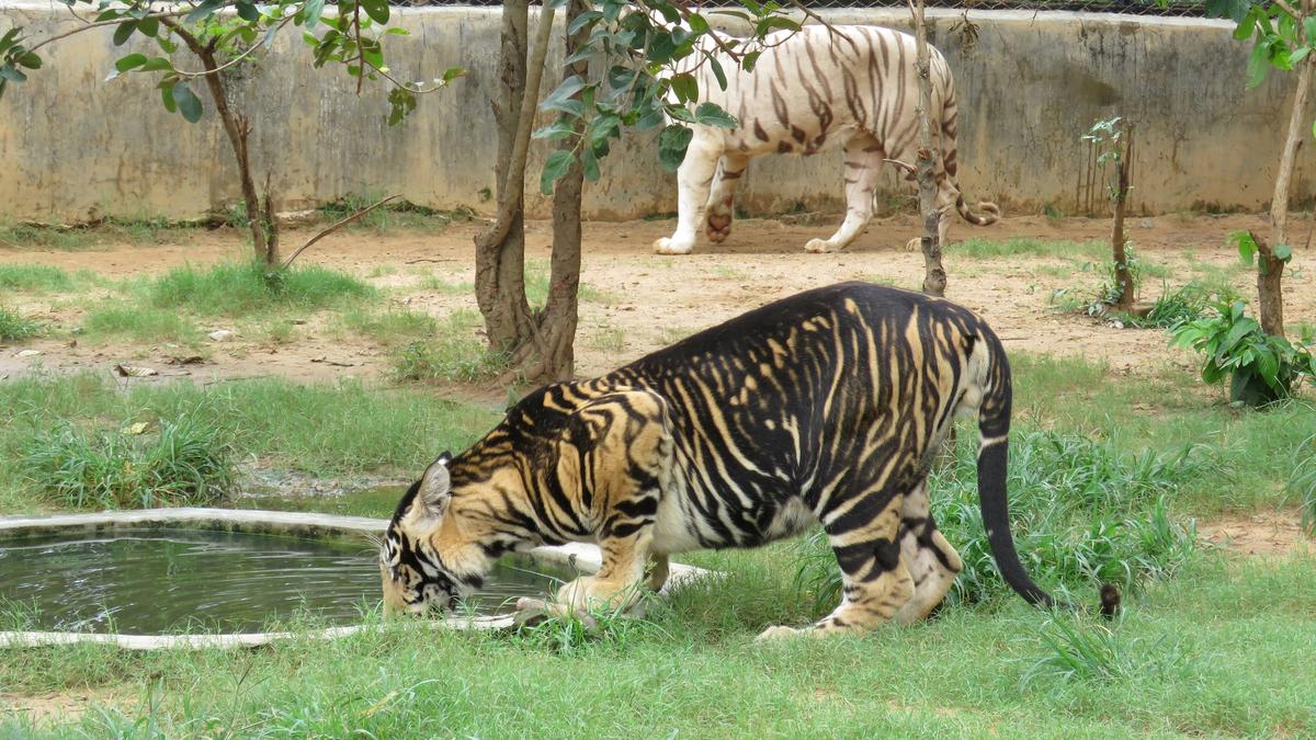 CZA allows Odisha&rsquo;s Nandankanan to receive cheetah, African lion from Dubai Safari