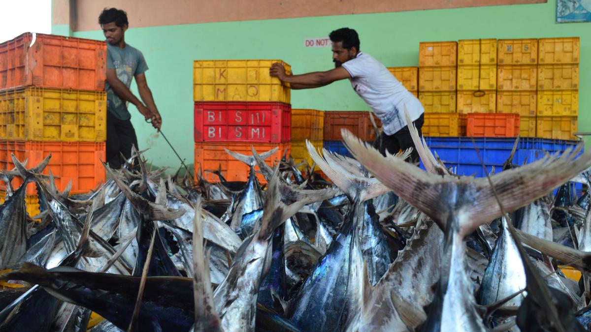 CBI conducts checks in Lakshadweep on Tuna fish export ‘scam’ - The Hindu