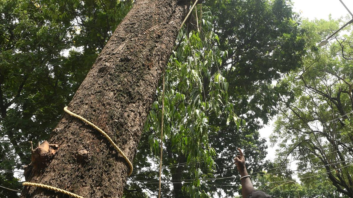 Age old tree pulled down in Legislative Assembly