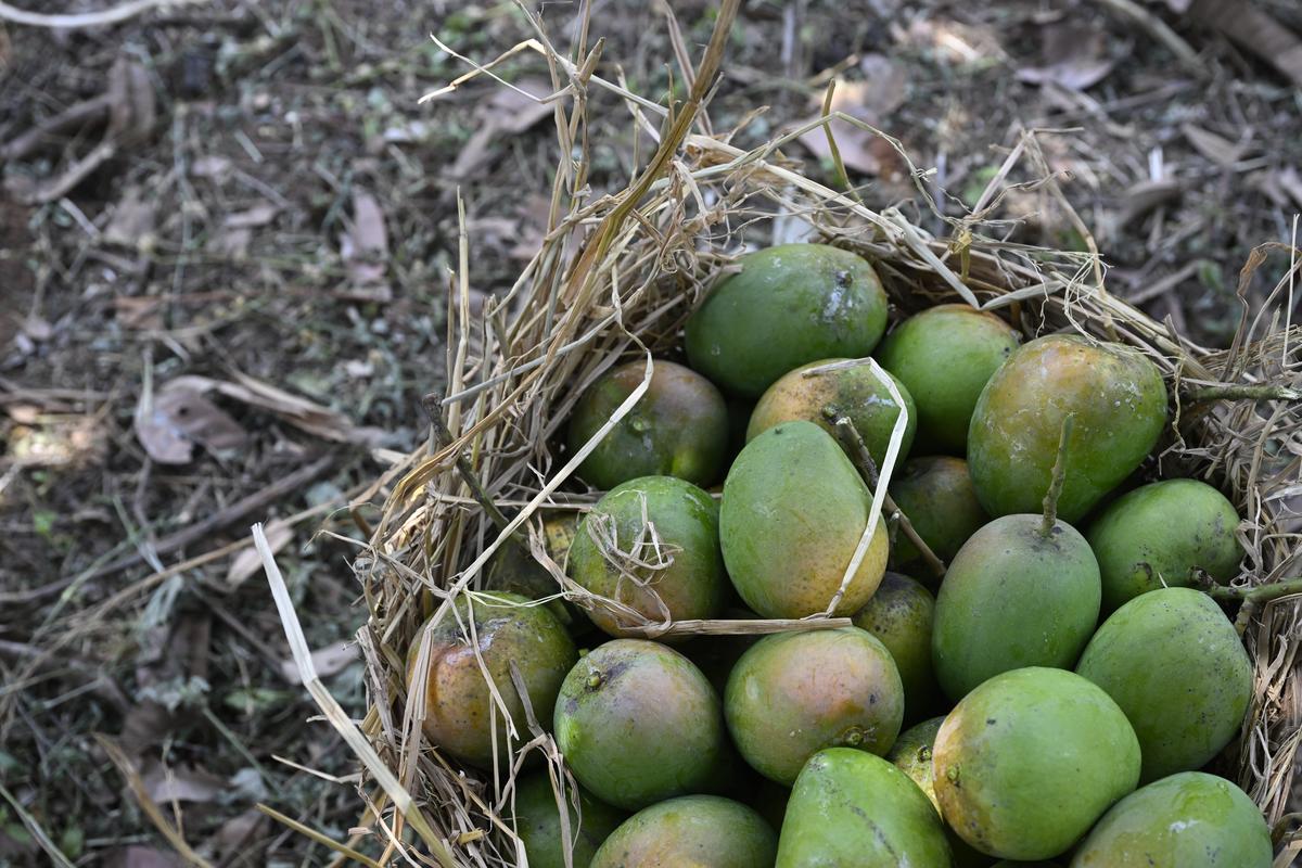 Freshly-harvested mangoes