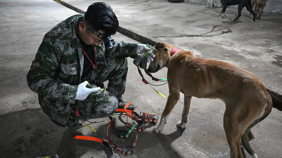 China's viral wild boar hunters attract fame and concern