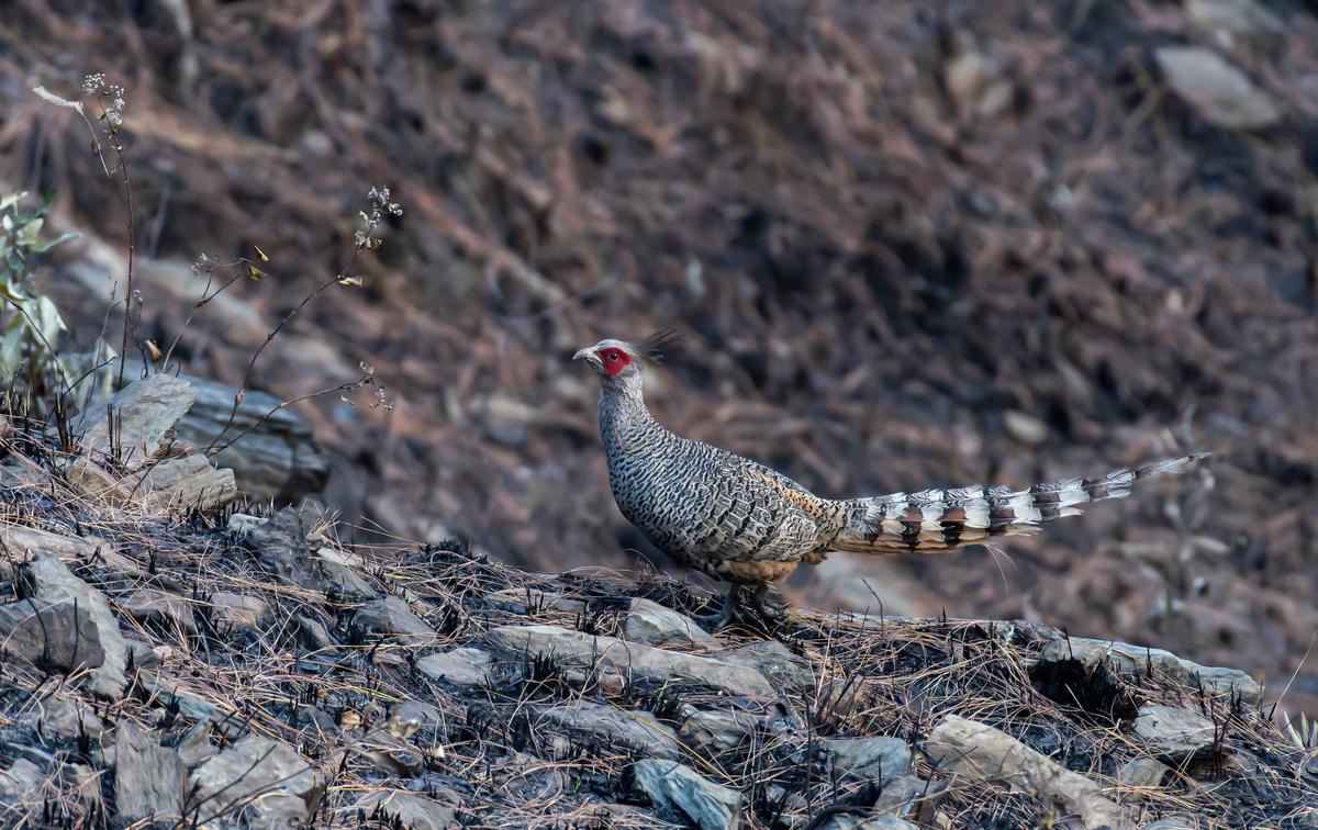 Bird call playback, available on mobile apps, is disturbing birdlife