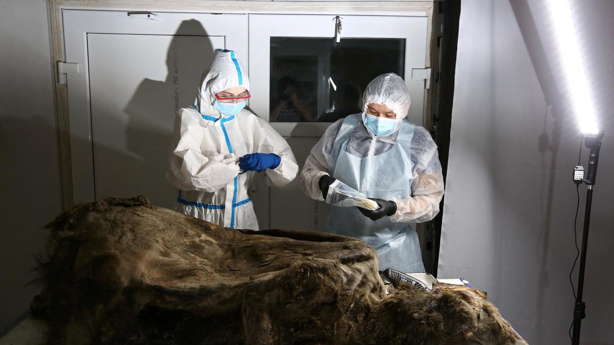 Scientists dissect 3,500-year-old bear discovered in Siberian permafrost