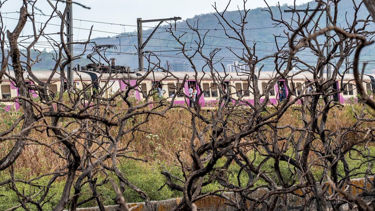 Local train services on Harbour Line delayed after fire near tracks in Navi Mumbai