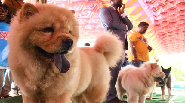 This dog show was a runaway hit