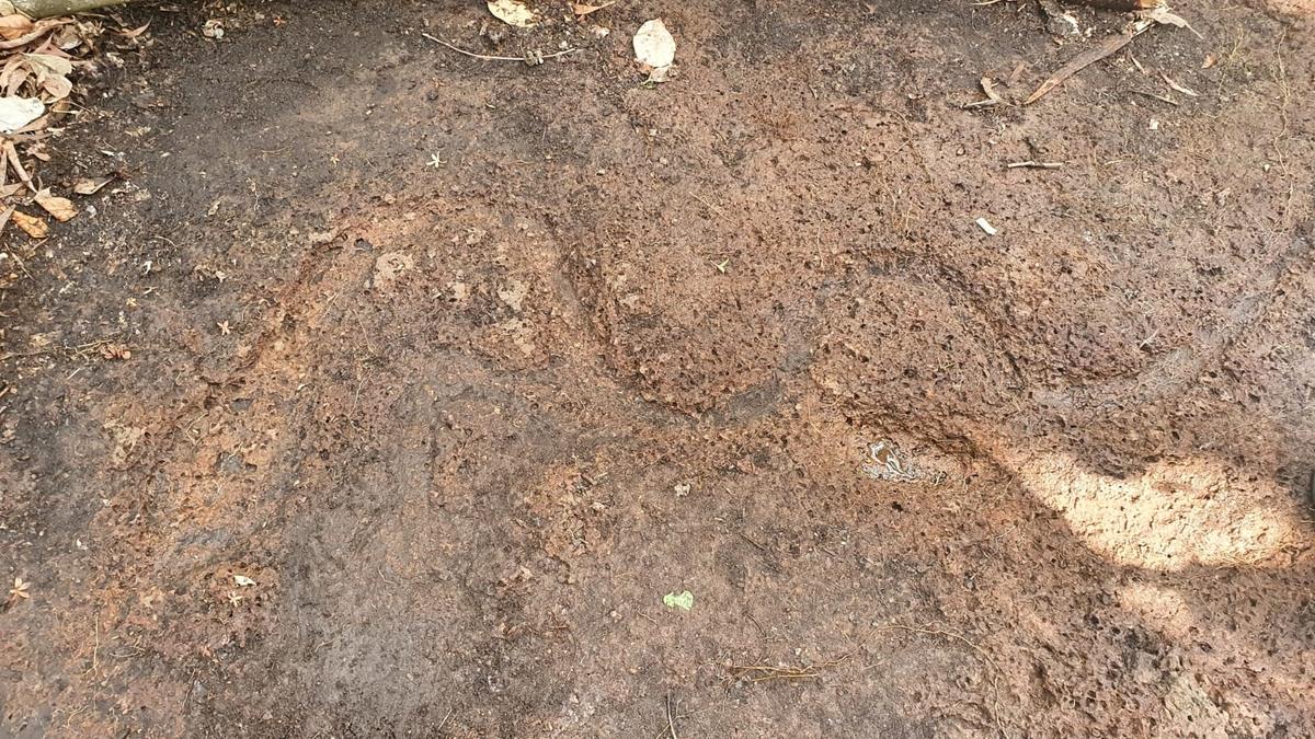Snake carving on stone from megalithic period found in Kasaragod village