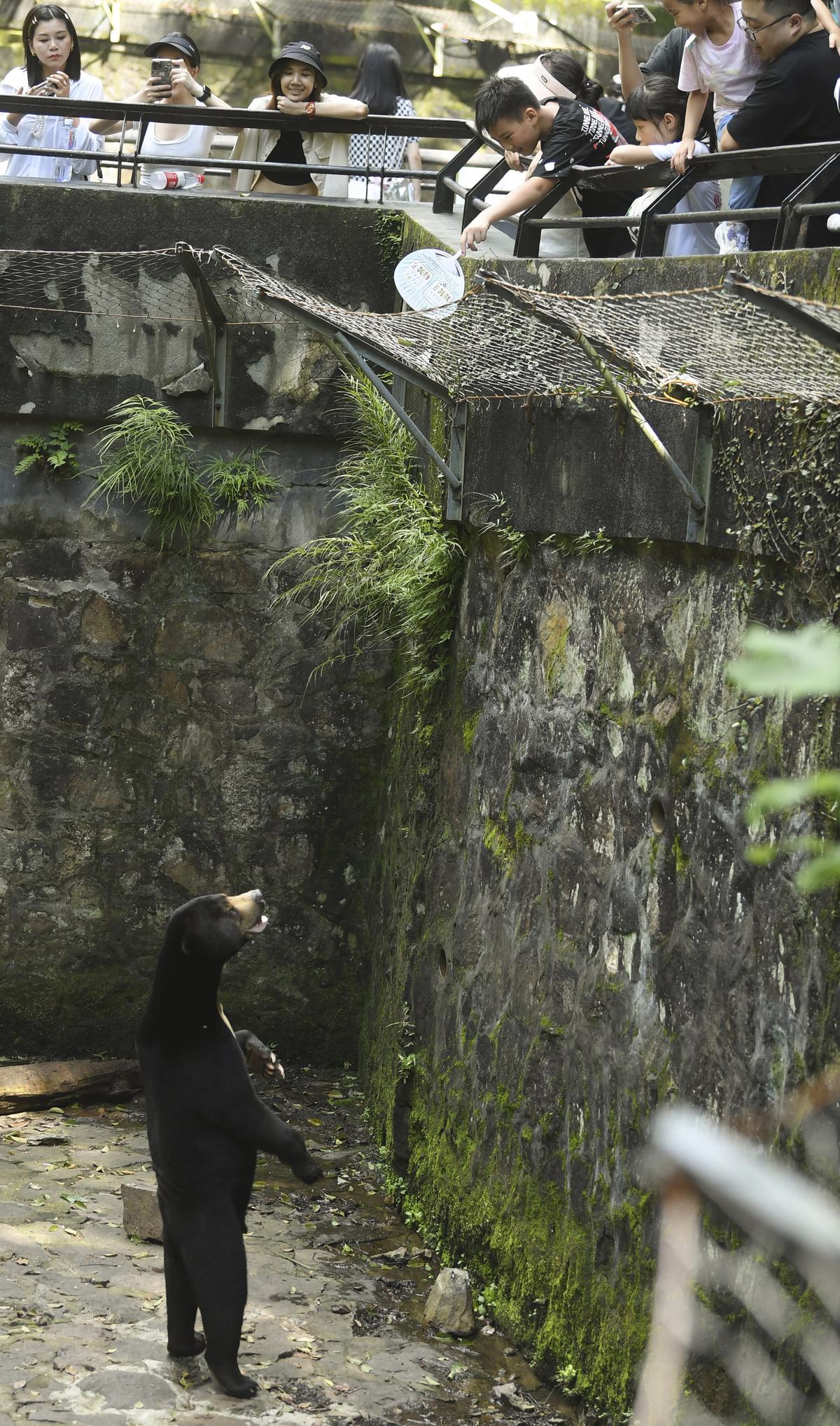 In this photo released by Xinhua News Agency, a sun bear stands on hind legs to interact with tourists at the Hangzhou Zoo in Hangzhou in eastern China’s Zhejiang Province on Wednesday, Aug. 2, 2023. The zoo in eastern China is denying suggestions some of its bears might be people in costumes after photos of the animals standing like humans circulated online. The Hangzhou Zoo said on its social media account the sun bears from Malaysia are smaller than other bears and look different but are the real thing. 