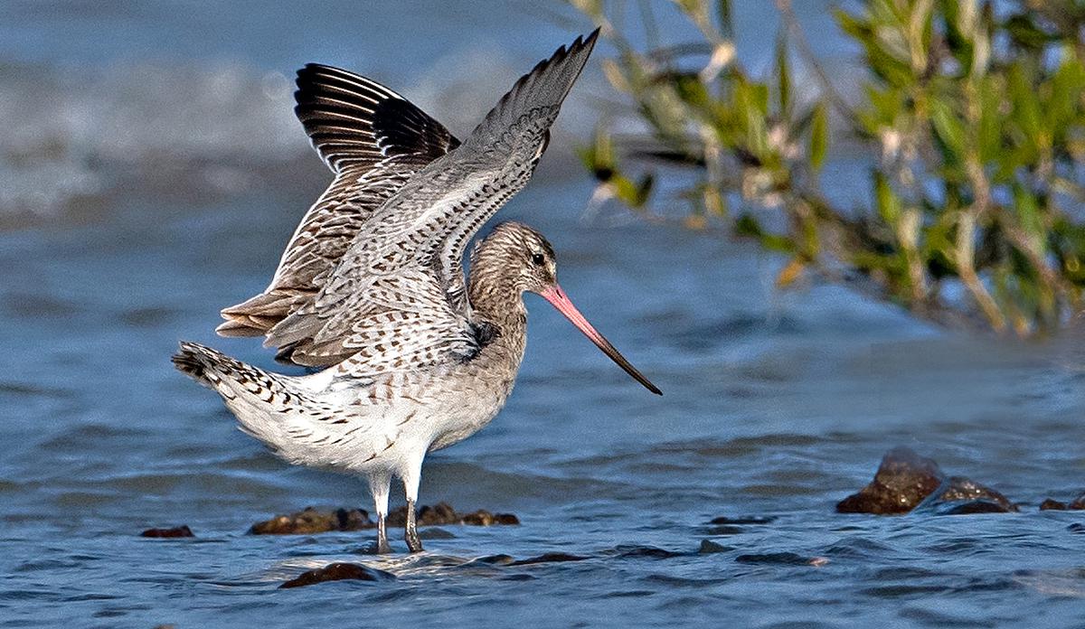 Watch | Annual migration of birds has begun. Where can you see them?