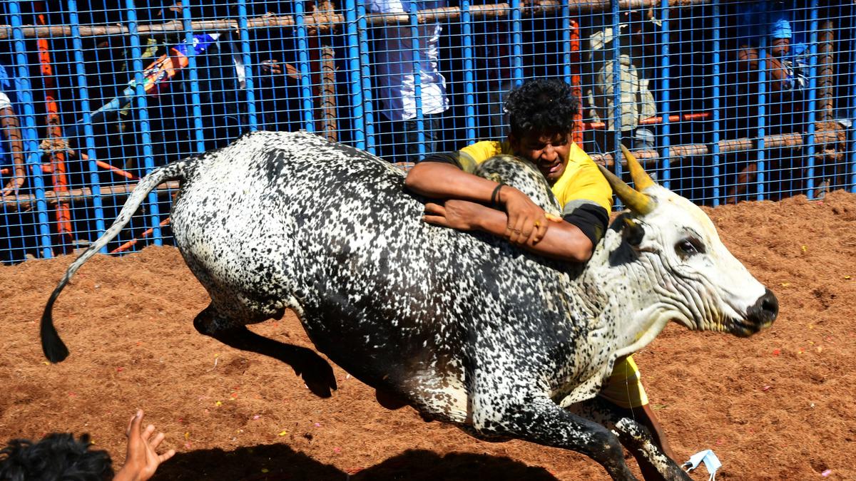 Avaniyapuram jallikattu: Only bull owners, tamers carrying passes issued by district administration would be allowed, says Madurai City Police