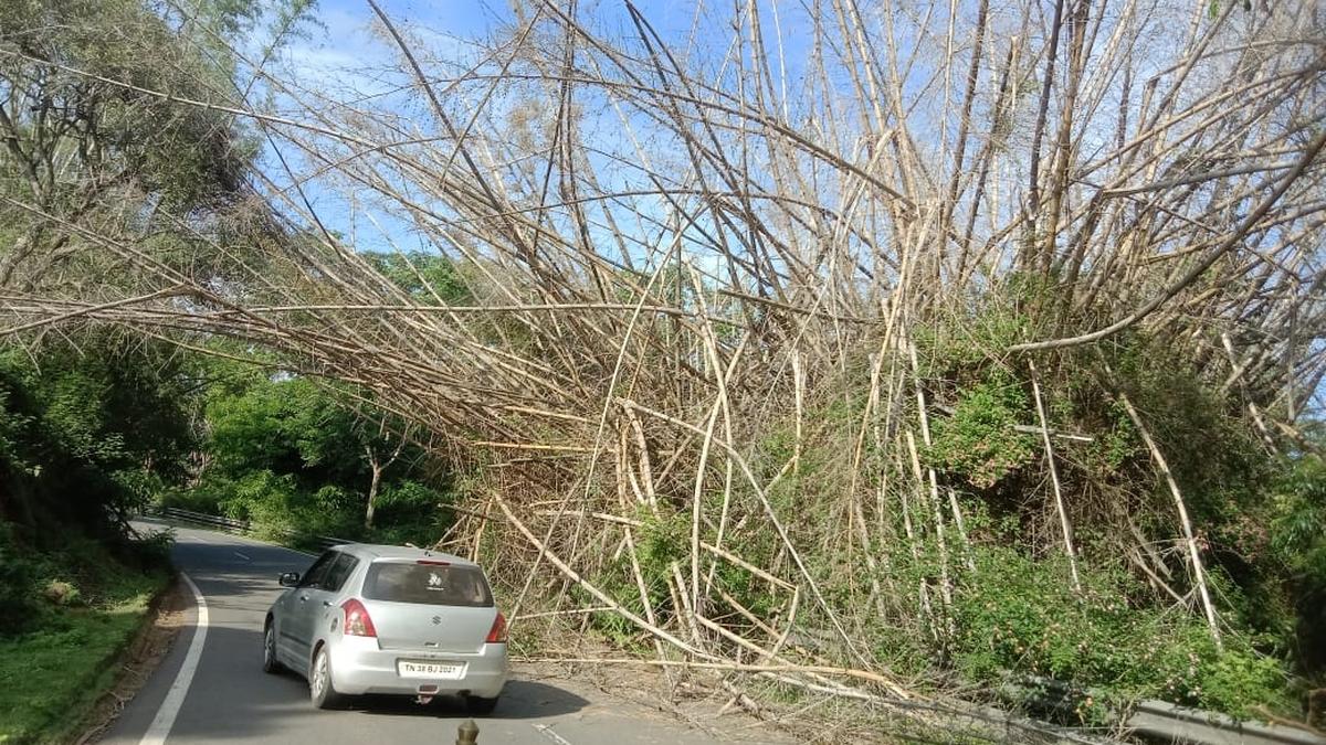 CPI wants tribal village committees allowed to harvest dried bamboo
