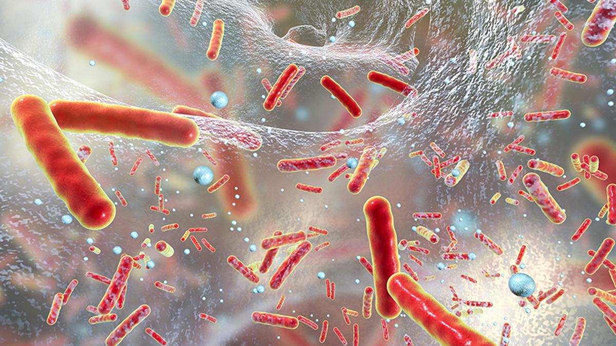 Harnessing AI to generate patterns of antibiotic resistance in real time
Premium