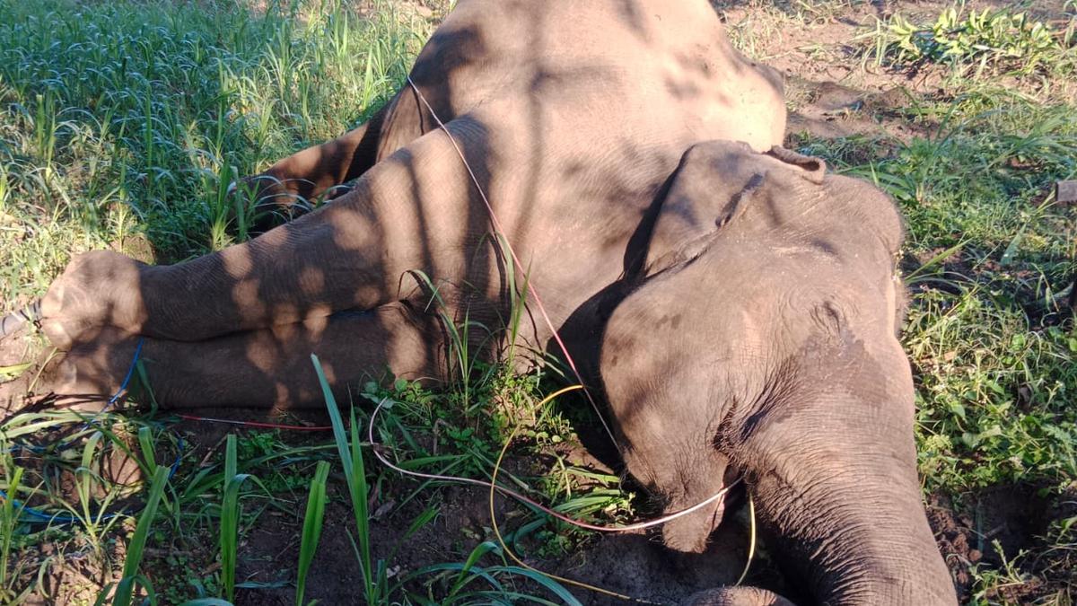 Wild elephant electrocuted near Chittoor in Andhra Pradesh after it bites live cables