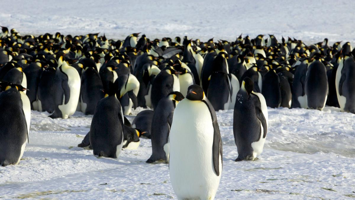 Satellite mapping finds new colony of Emperor penguins