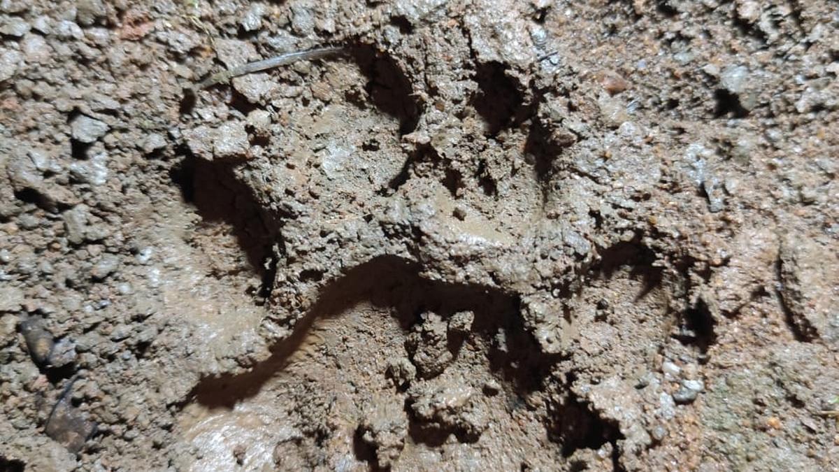 Male leopard walks close to Godavari river islands to prey on deer, Black Bucks in Andhra Pradesh