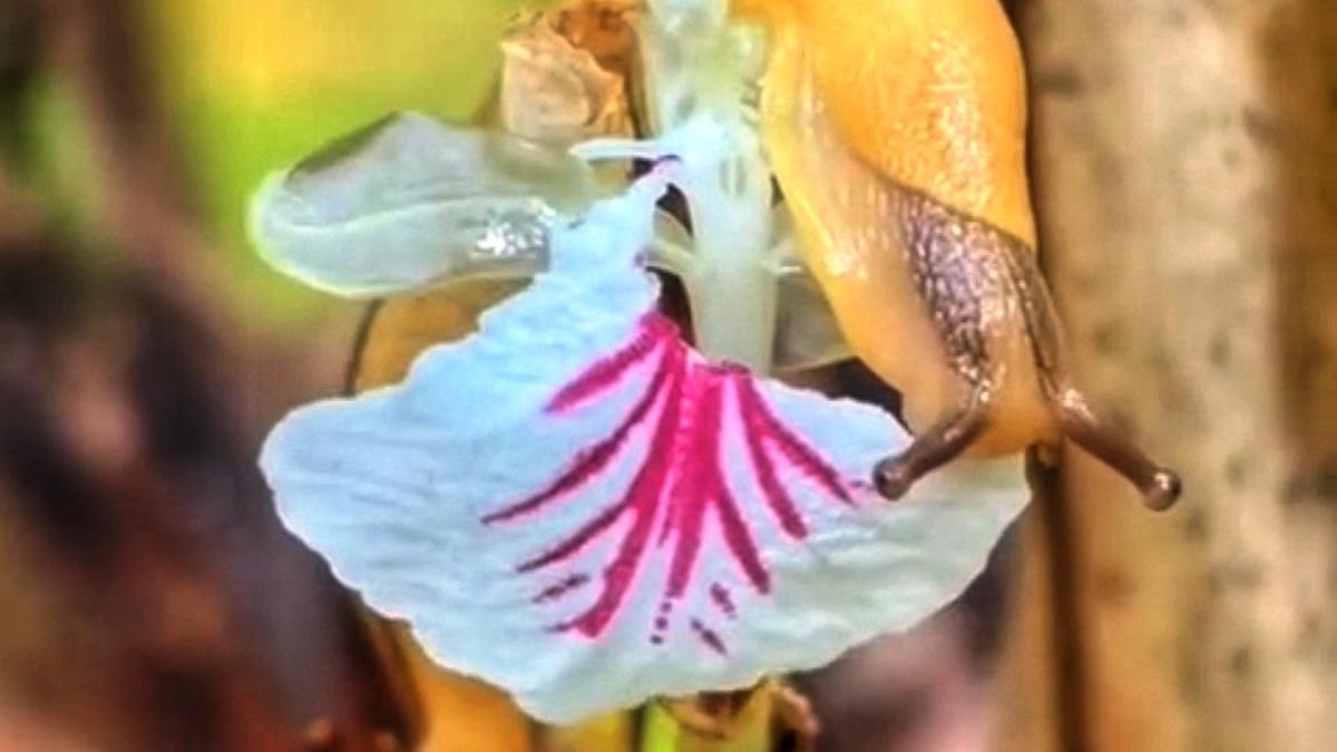 Snails with different morphological features posing a threat to cardamom sector in Kerala’s Idukki