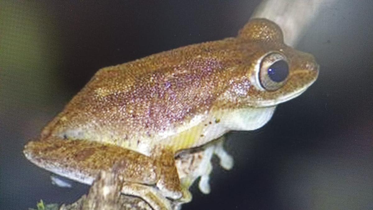 Myristica swamp tree frog: Mercurana myristicapalustris