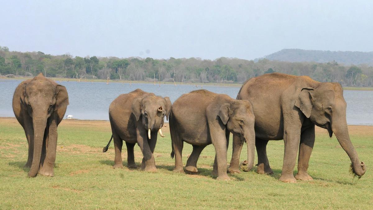 New study reveals five genetically-distinct population of Asian elephants in India