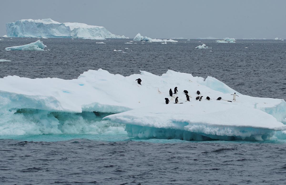 Tujuh tahun pencairan lapisan es kutub terburuk terjadi dalam dekade terakhir: belajar