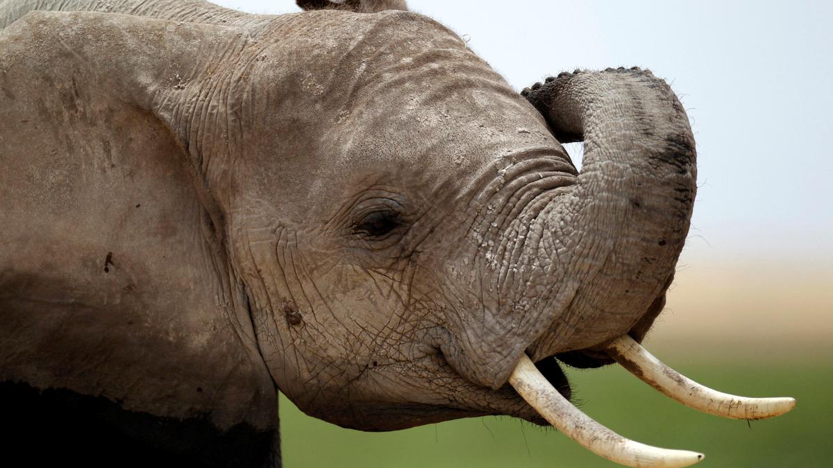 Elephant rescued from mud in Udutore backwaters