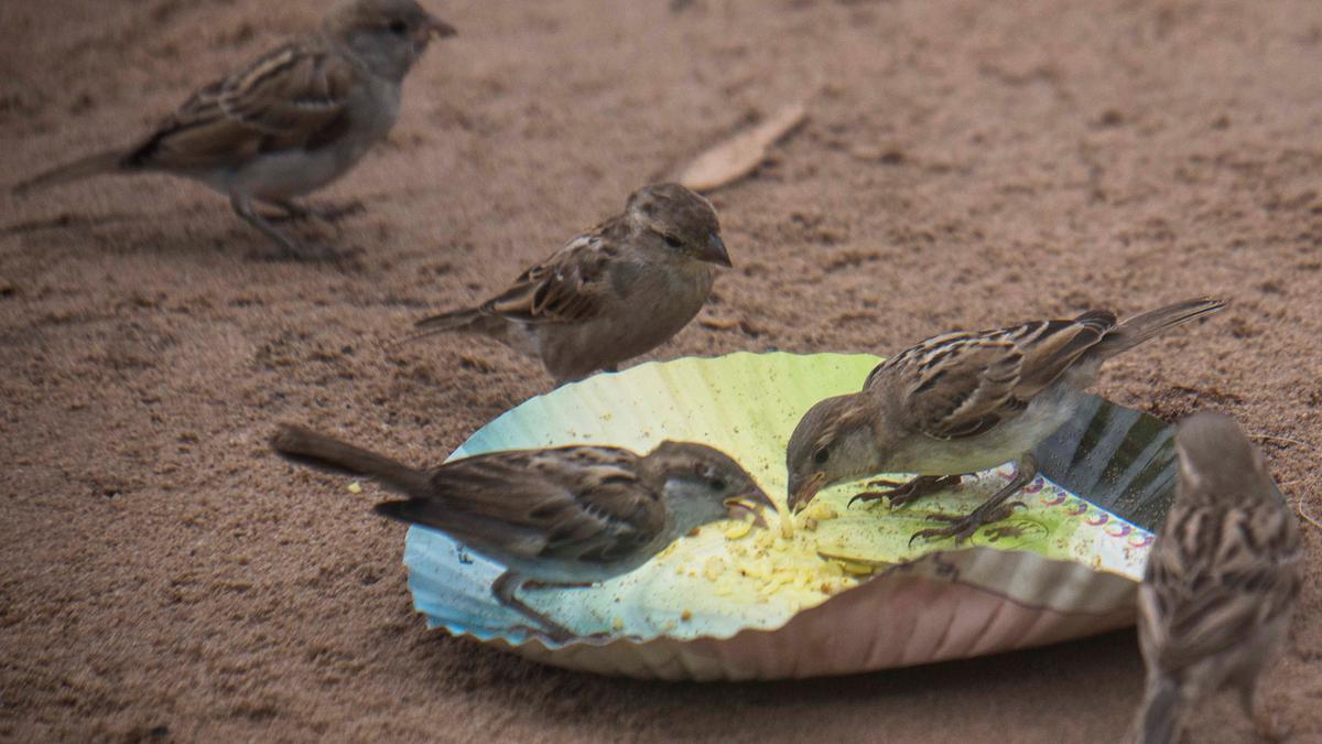 House sparrows are back in action in Prakasam district