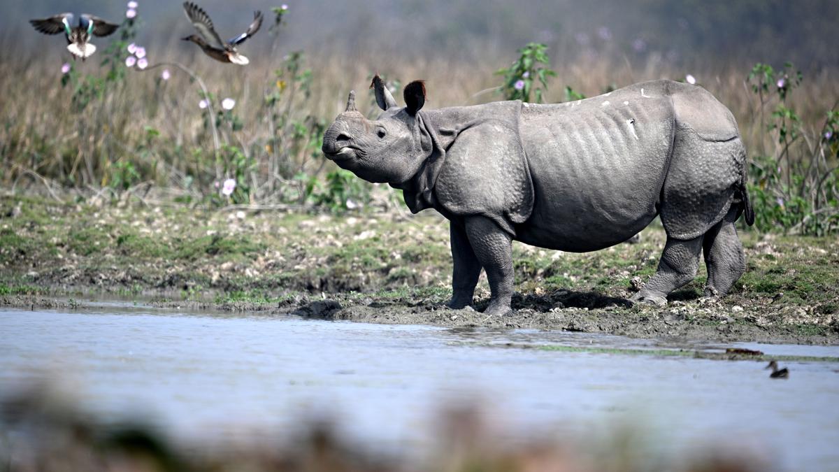 https://th-i.thgim.com/public/incoming/591vb5/article69801610.ece/alternates/LANDSCAPE_1200/2150_2_3_2025_18_6_16_1_RHINO_02032025_04JPG.JPG