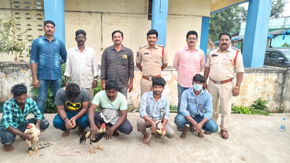 Andhra Pradesh police intensify raids against cockfights as Sankranti nears