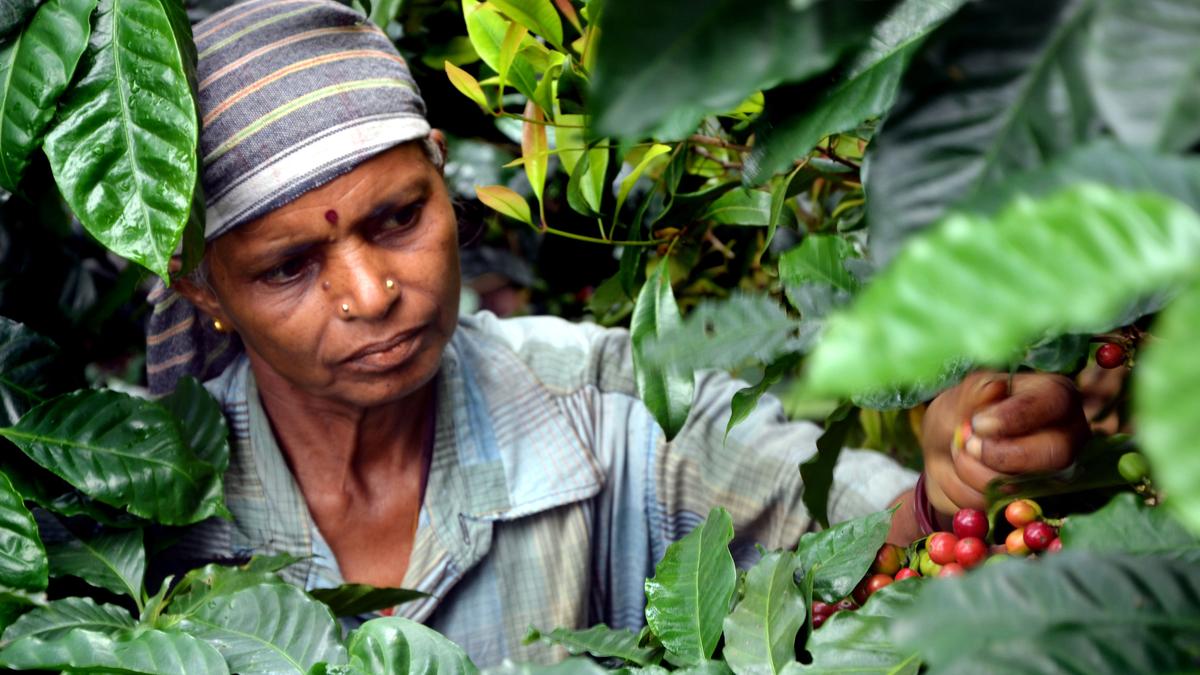 A new roastery in Chennai champions Tamil Nadu coffee