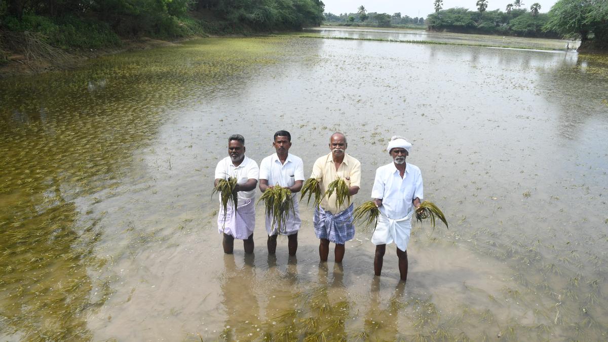 Downpour ravages 1.48 lakh hectares of farmland in Thoothukudi district