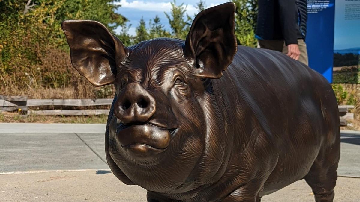 This statue by Robert MacDonald honours the potato-stealing pig that sparked the Pig War.