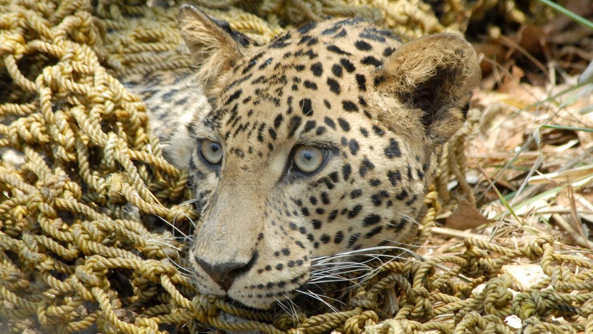 Leopard Task Force on high alert with the onset of winter