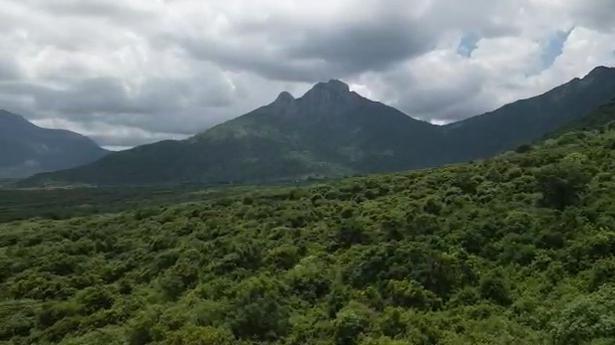 Forest Department monitoring wild elephant near Coimbatore 