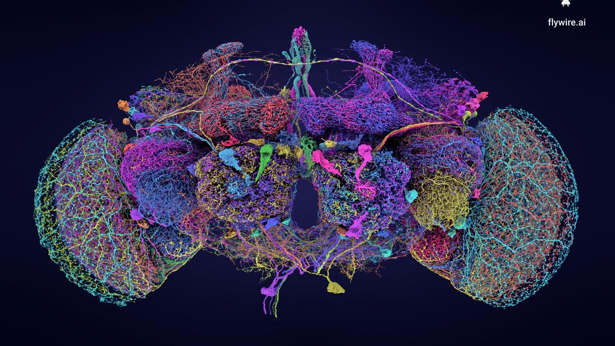 Scientists map fruit fly brain in neurobiological milestone