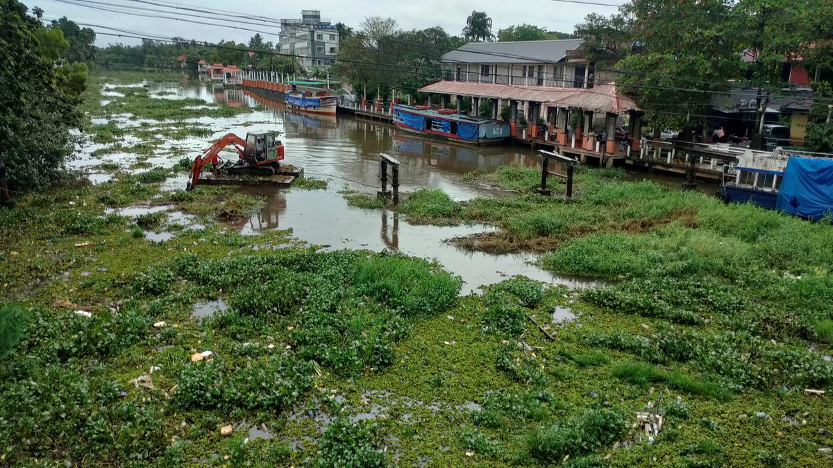 As summer sets in, water hyacinth begins to choke life in backwater villages