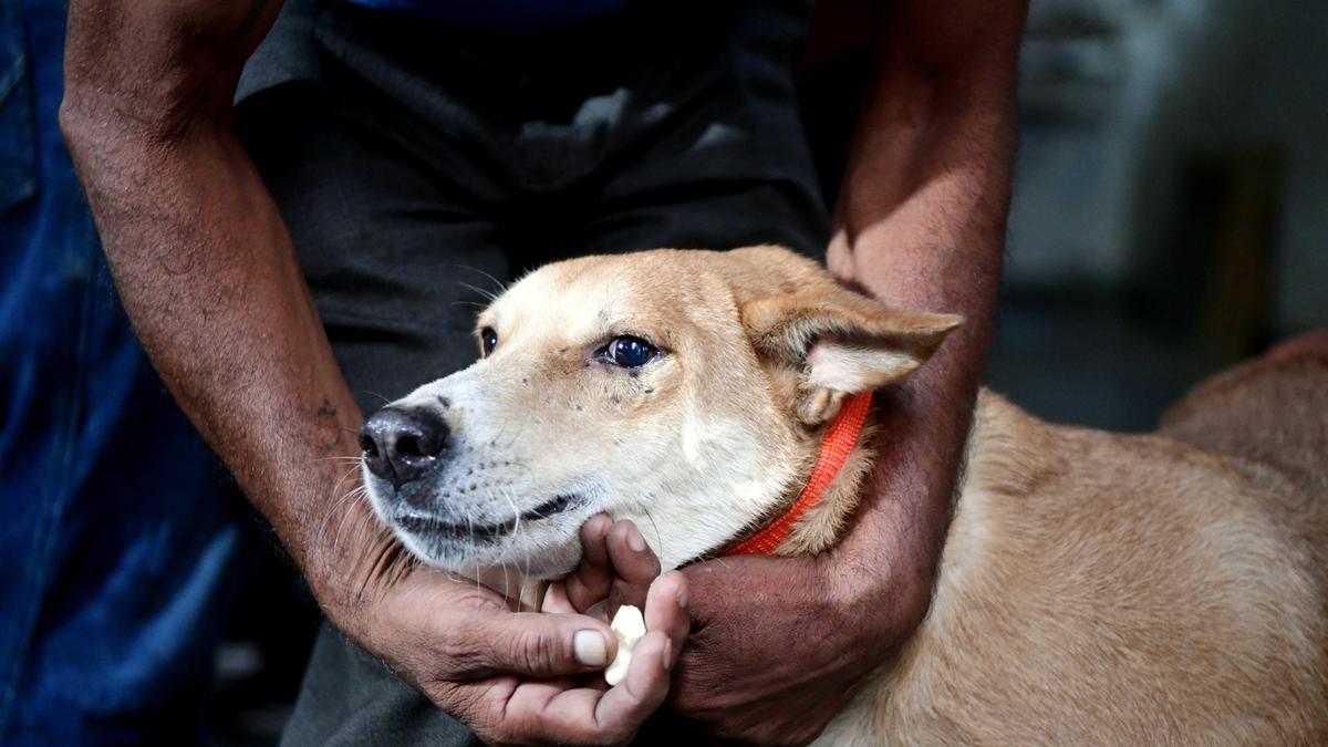 Supreme Court orders removal of stray dogs from schools, hospitals, other public institutions; directs NHAI to clear cattle from highways
