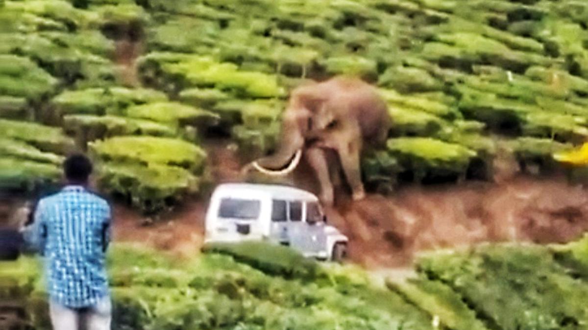 Munnar tusker Padayappa, which is in musth, could turn violent if provoked, say expert