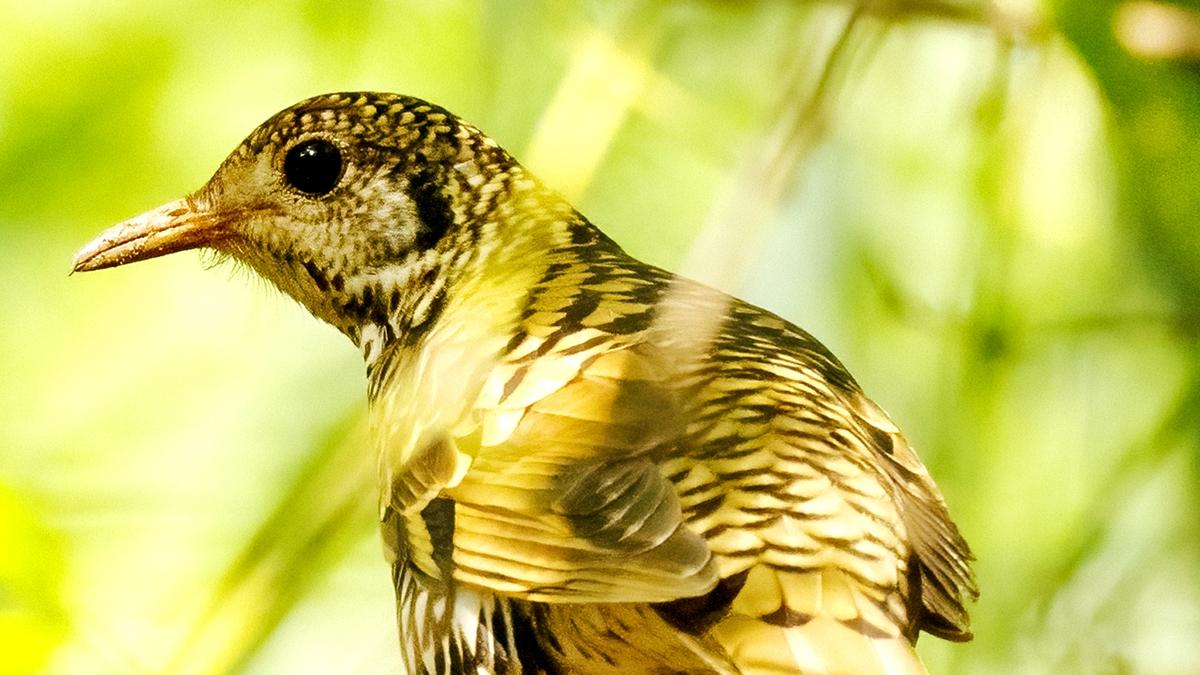 A bird from Himalayas and NE States sighted for the first time in Telangana
