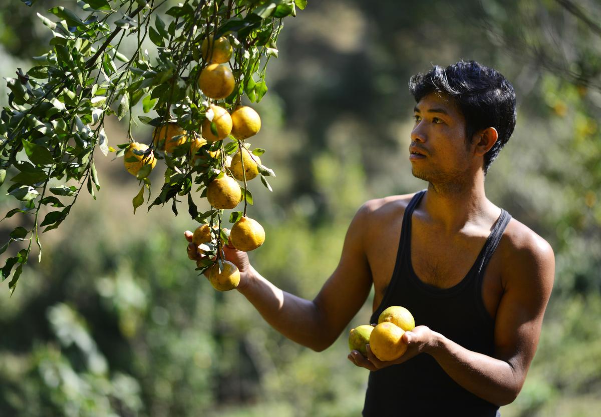 Non-indigenous fruits like orange, strawberry and pineapple are also used in wine-making in Meghalaya. 