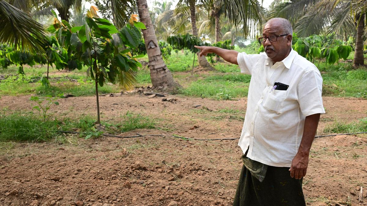 Tiger tale: Life in the territory of fear in Andhra Pradesh