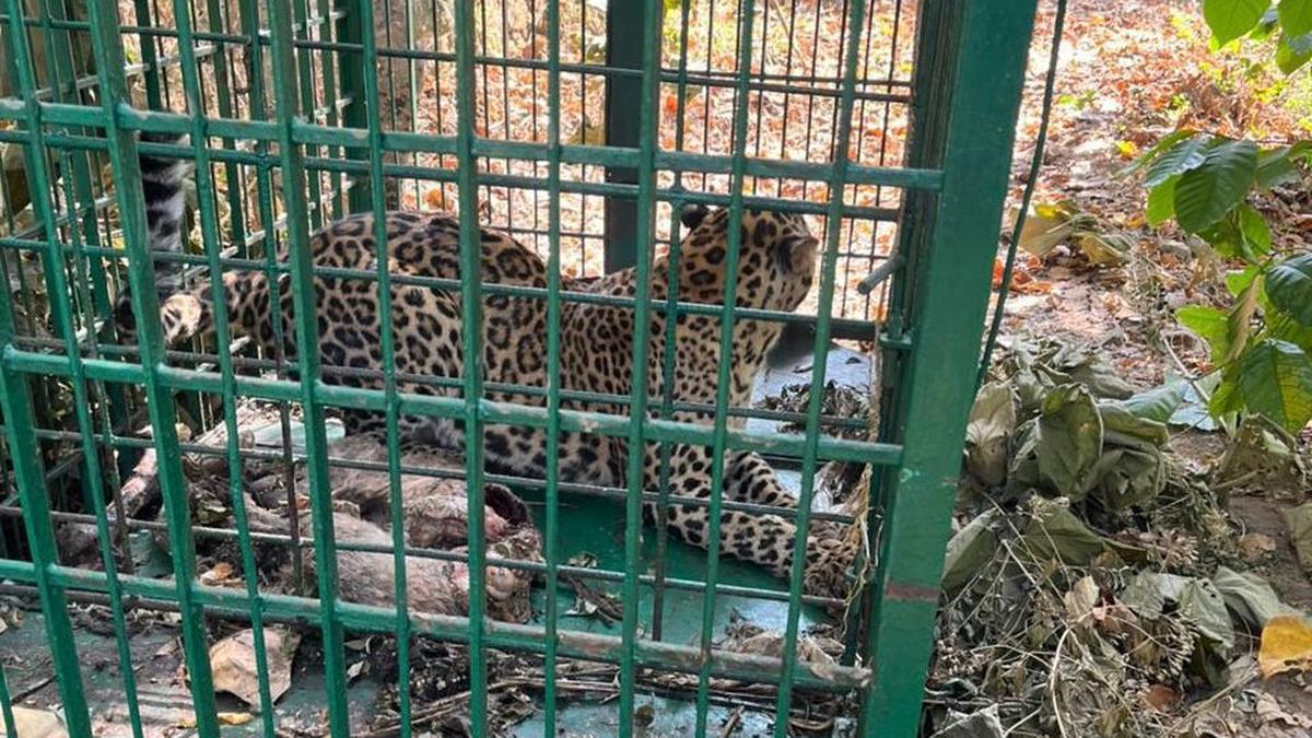 Leopard caught in trap at Koodaranhi