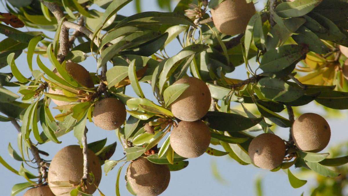 Demand fluctuations, quicker harvests change horticultural cultivation patterns in Karnataka