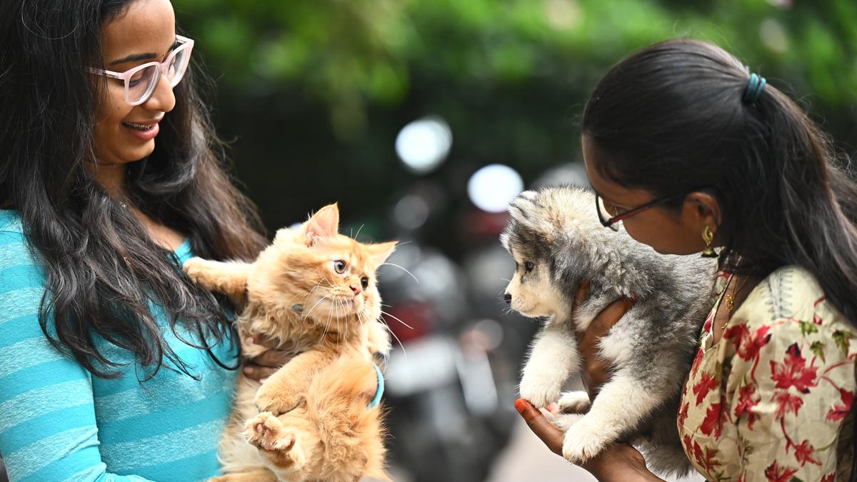 Over 500 dogs vaccinated at NTR vet hospital on World Zoonosis Day