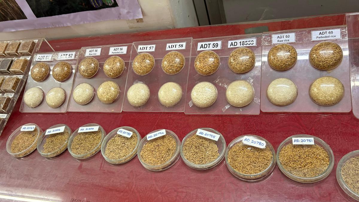 Rice research institute experts urge delta farmers to choose paddy varieties suited for local conditions
