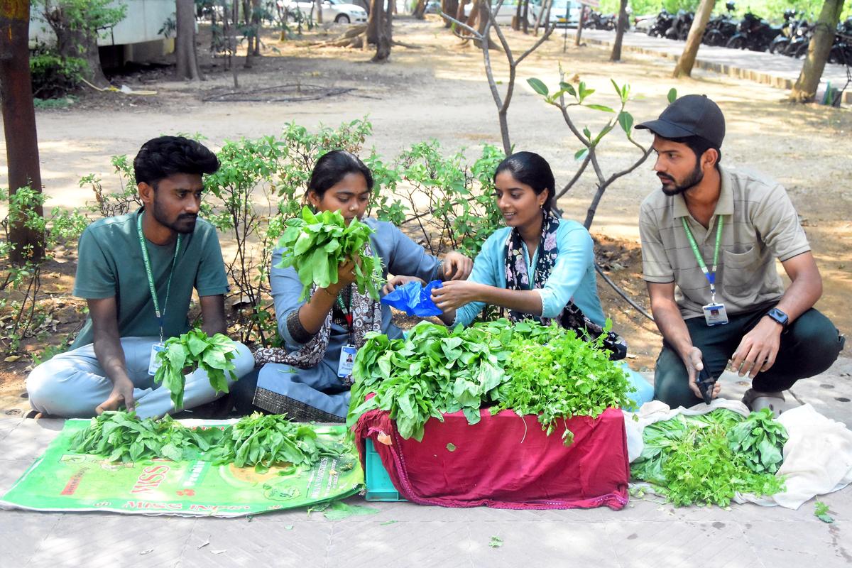 周一，桑加雷迪农业工程学院的学生正在桑加雷迪区收藏站出售他们的农产品。