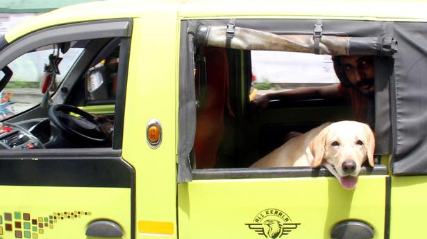 HC directs govt. to clear stray dogs from public places