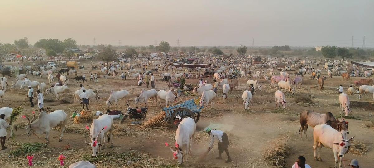 The cattle fair in Doranahalli village at Sri Mahanteshwar temple’s annual chariot festival in Yadgir district of Karnataka, attracts farmers from Bidar, Kalaburagi, and Yadgir districts of Karnataka, and from some parts of Maharashtra.