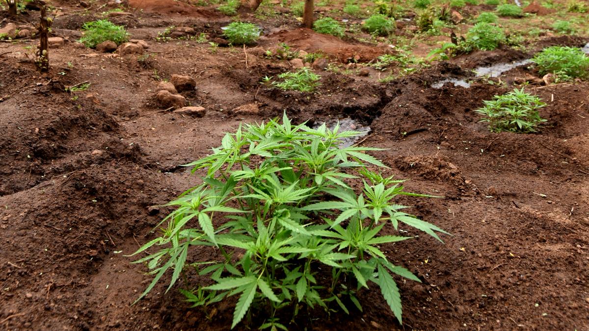 Nandyal District Administration Plans To Combat Drug Menace Through